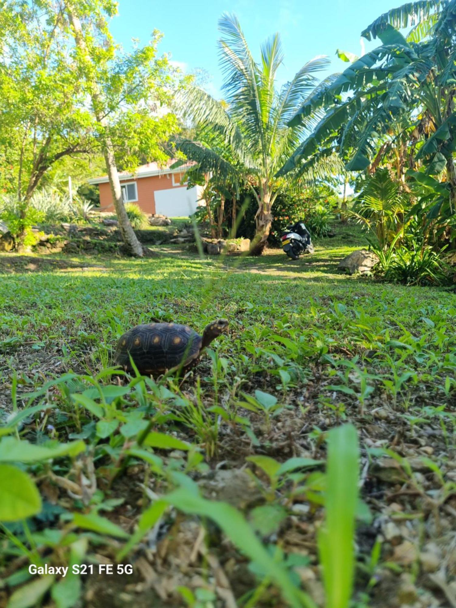 Villa Frenchy'S Aguadulce Esterno foto